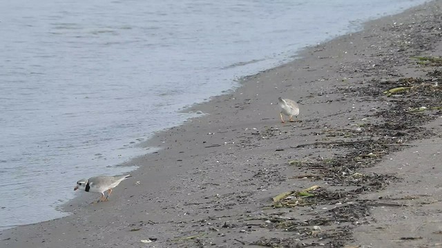 Piping Plover - ML531126481