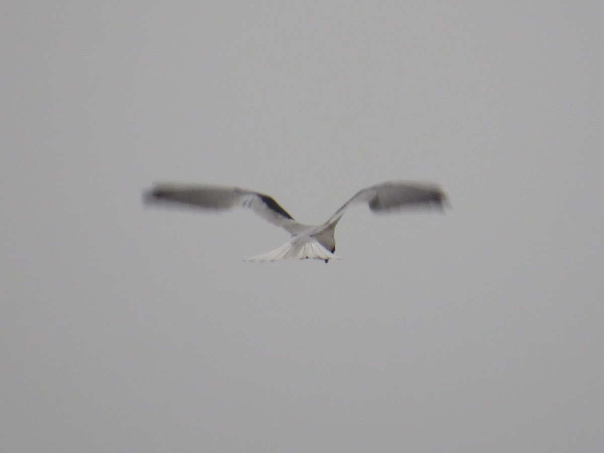 White-tailed Kite - Richard Hall