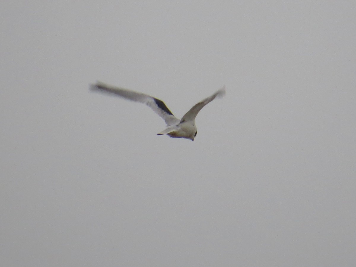 White-tailed Kite - Richard Hall