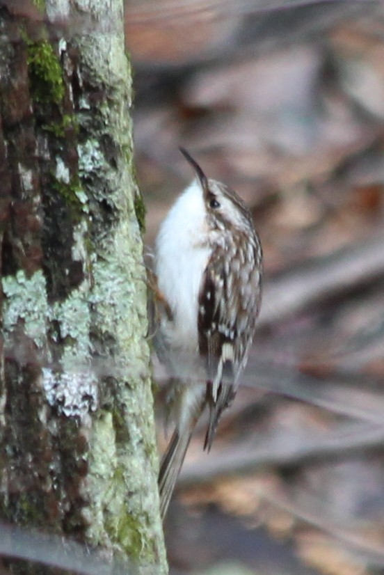 Brown Creeper - kevin dougherty