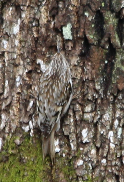 Brown Creeper - kevin dougherty