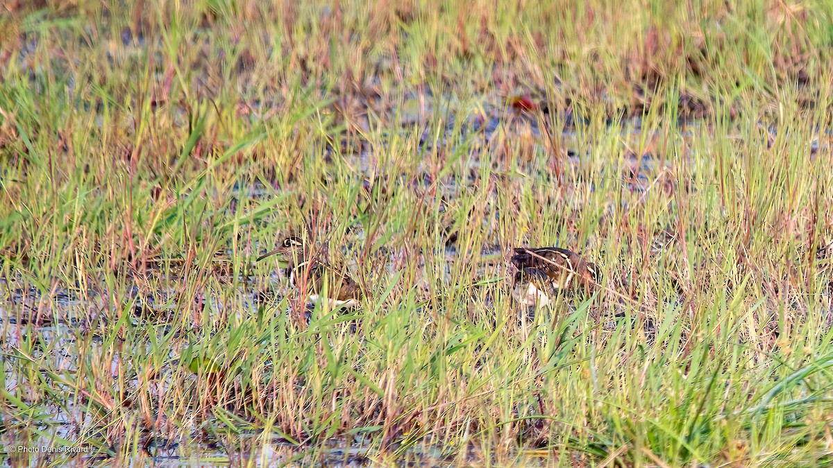 Greater Painted-Snipe - ML531130931