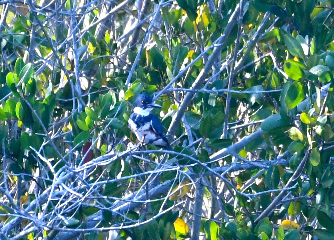 Belted Kingfisher - ML53113121
