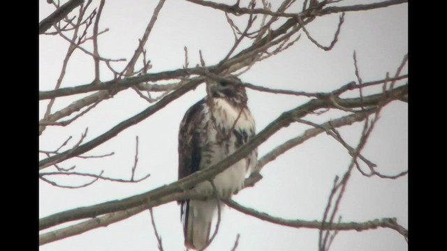 Red-tailed Hawk (Harlan's) - ML531131291