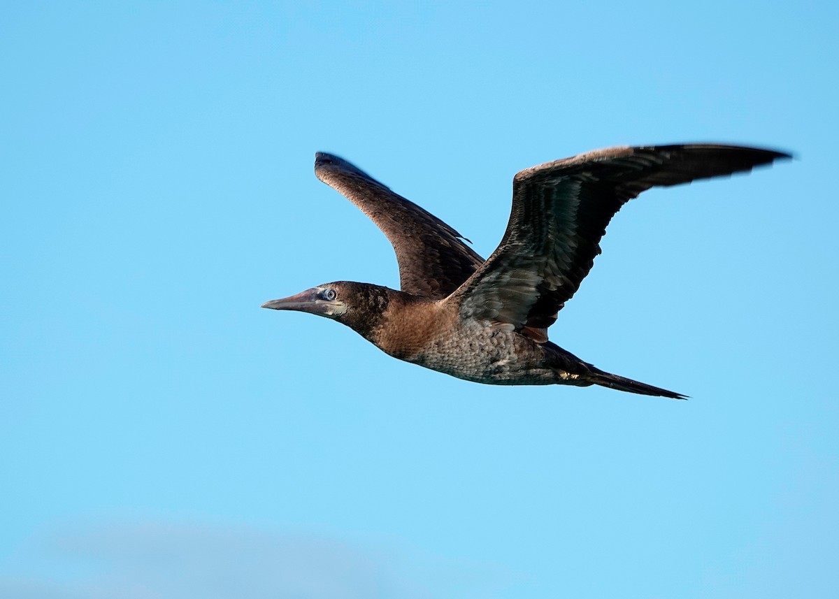 Brown Booby - ML531133221