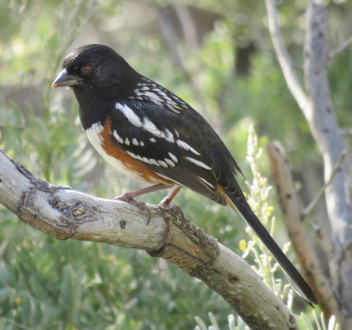 Spotted Towhee - ML531133861