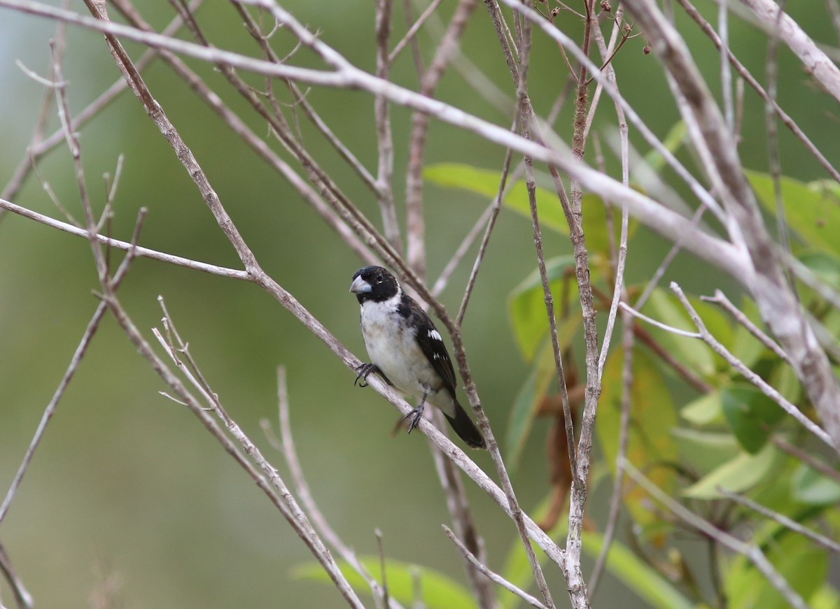 White-naped Seedeater - ML531135311