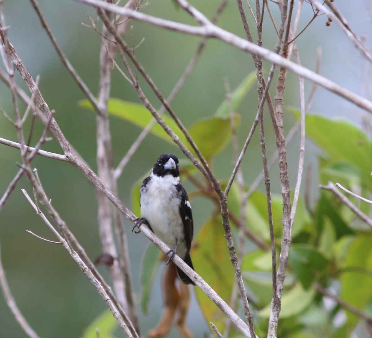 White-naped Seedeater - ML531135331