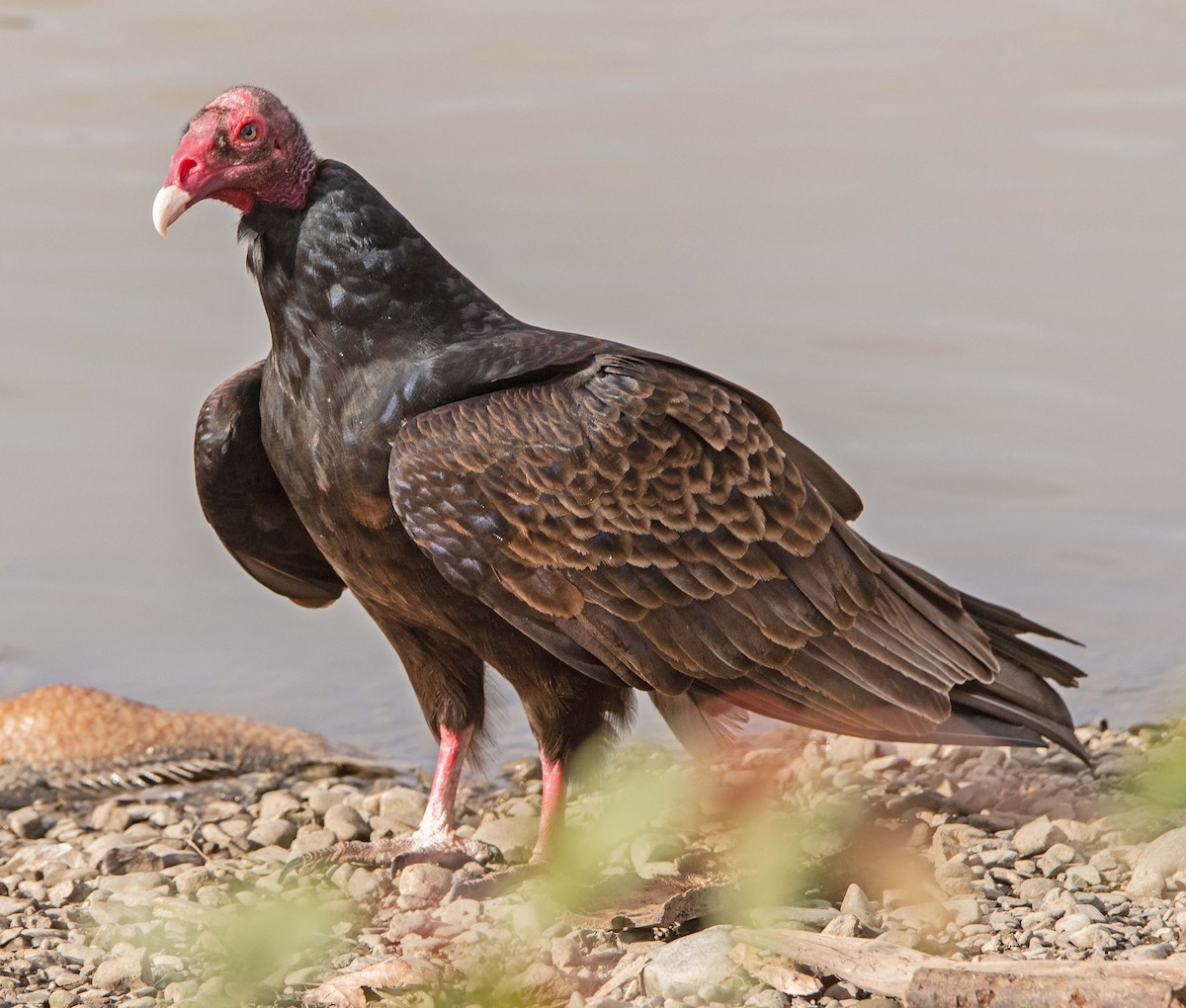 Turkey Vulture - ML531135811