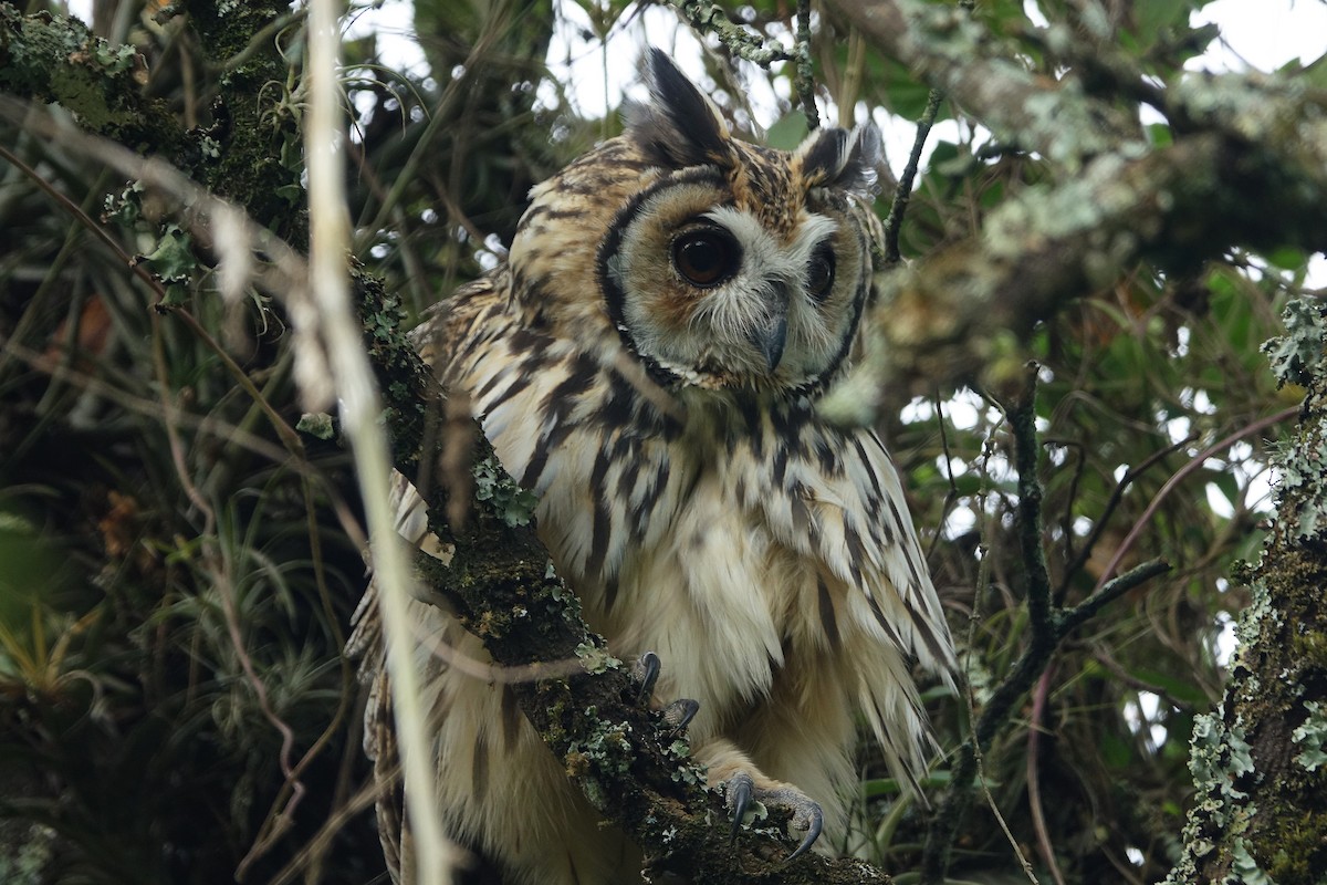 Striped Owl - ML531135871