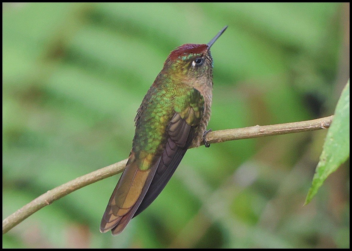 kolibřík rezavokorunkatý - ML531136431