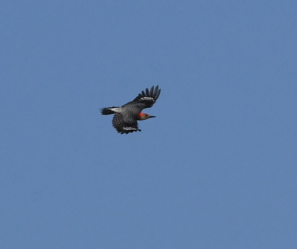 Red-bellied Woodpecker - ML53113761