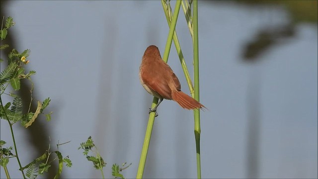 Yellow-chinned Spinetail - ML531138151