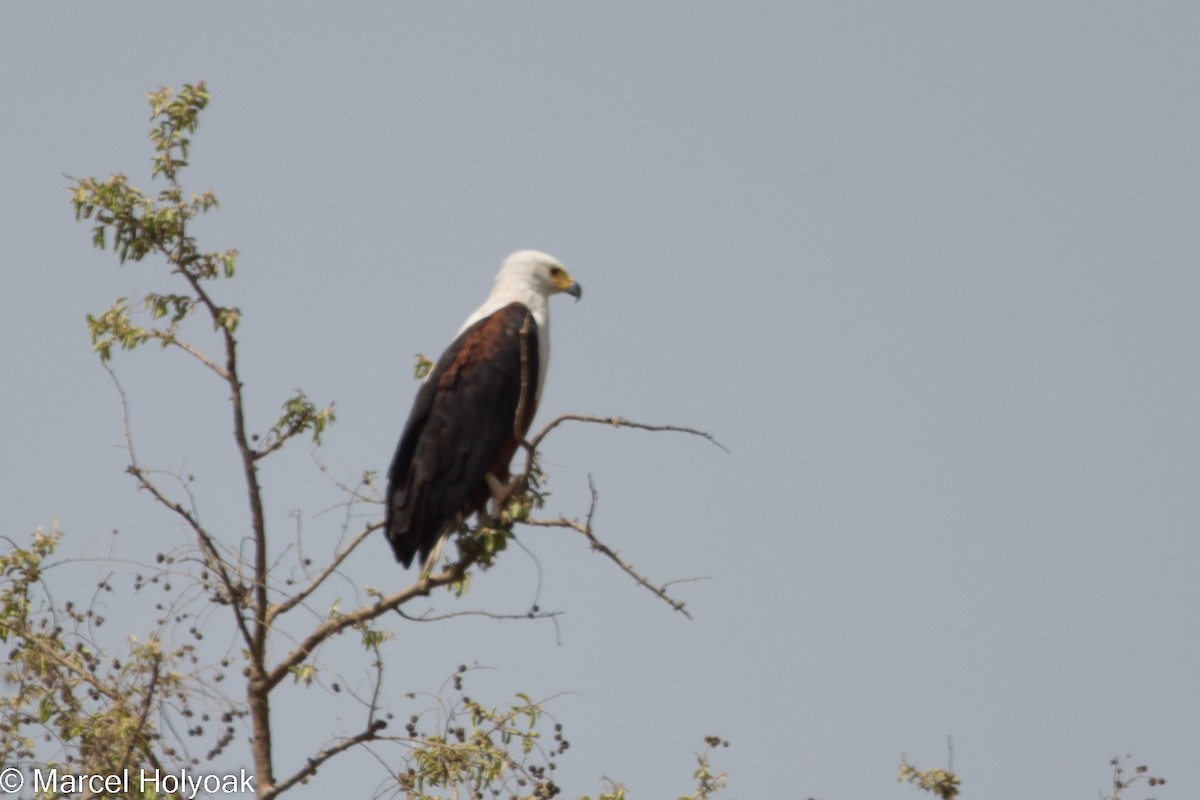 African Fish-Eagle - ML531138361