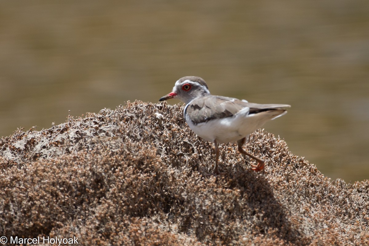 Three-banded Plover - ML531138801