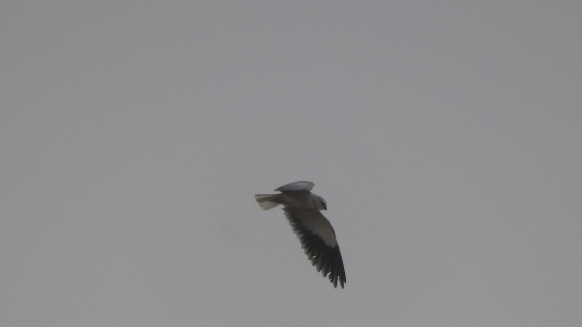 Black-winged Kite - Zulfu Farajli