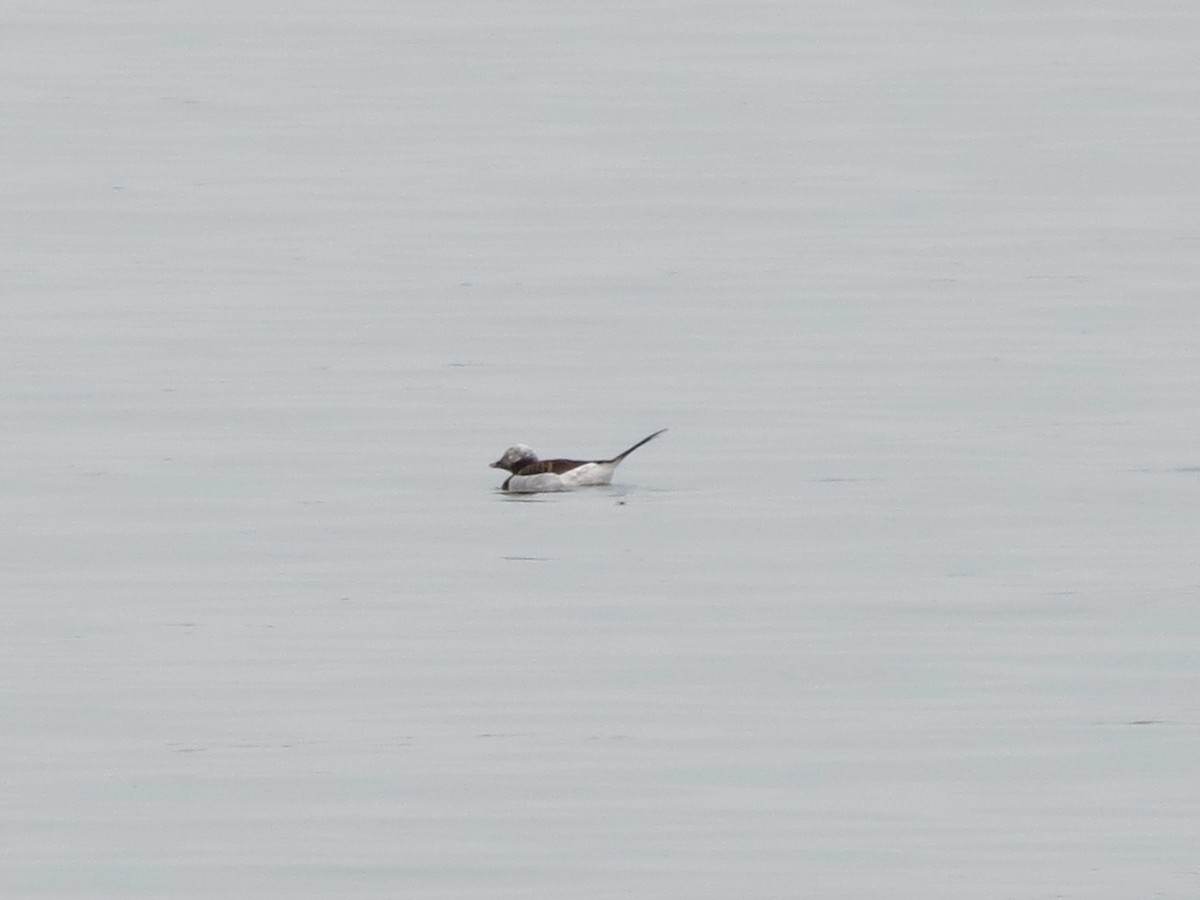 Long-tailed Duck - ML531140621