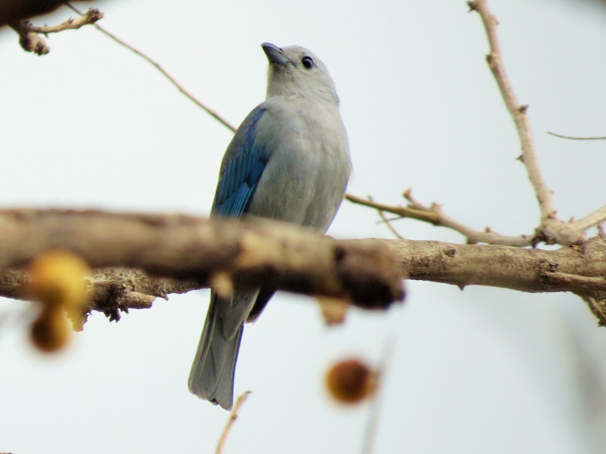 Blue-gray Tanager - ML53114261