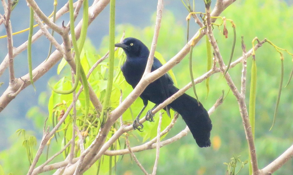 Great-tailed Grackle - ML53114531