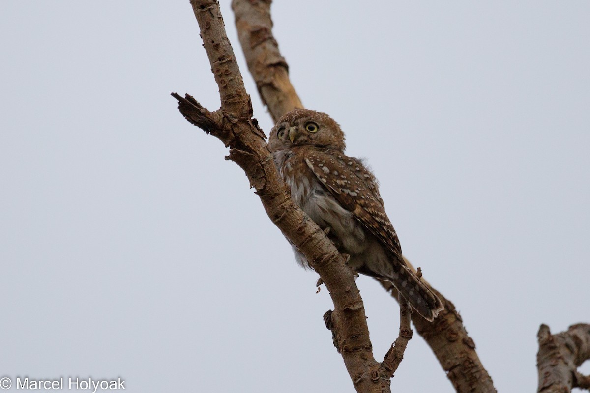Pearl-spotted Owlet - ML531146791
