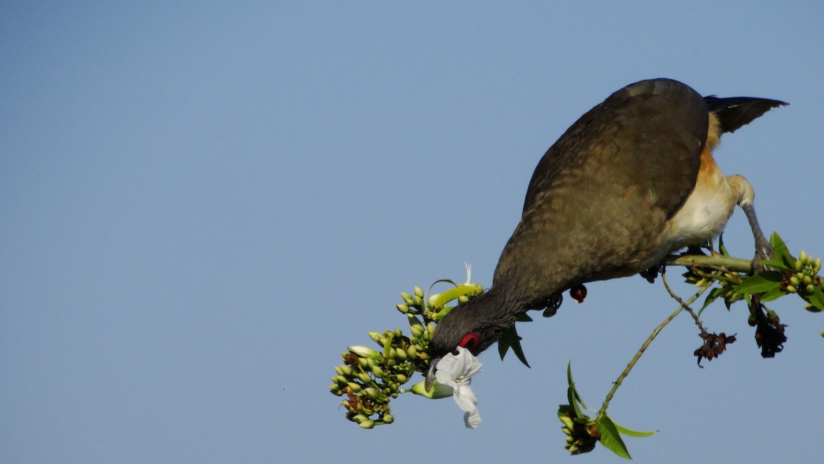 West Mexican Chachalaca - ML531147041