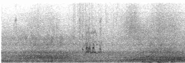 太平洋金斑鴴 - ML531147621