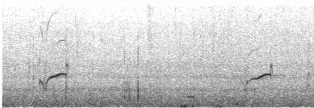 太平洋金斑鴴 - ML531147641
