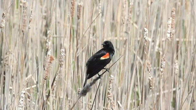 Red-winged Blackbird - ML531148261