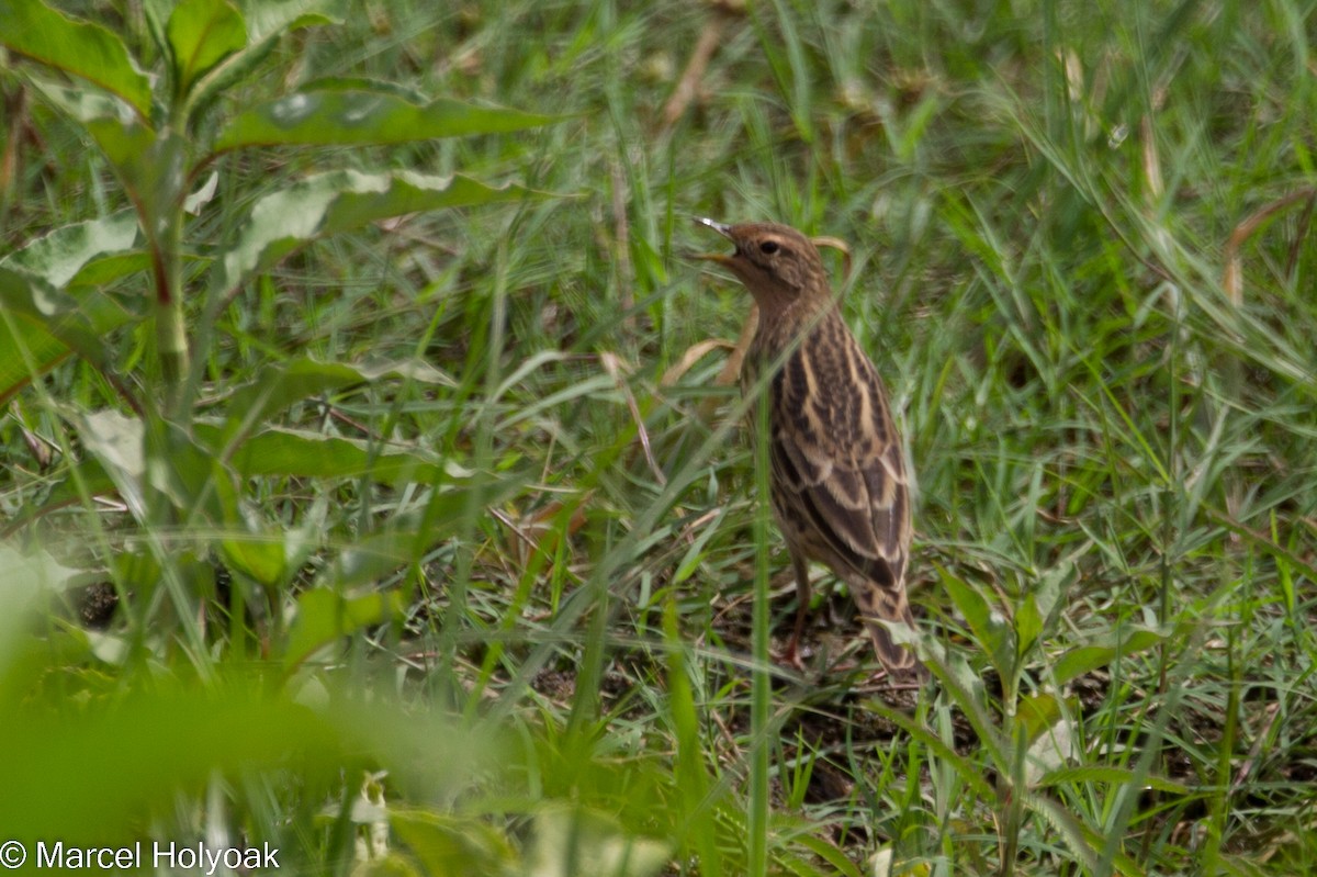 Red-throated Pipit - ML531148341