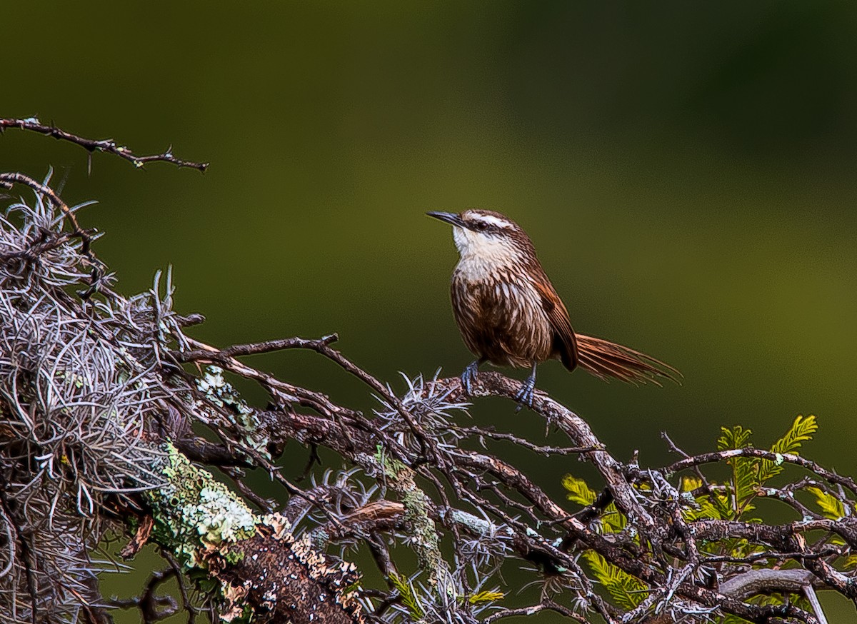 Great Spinetail - ML531148381
