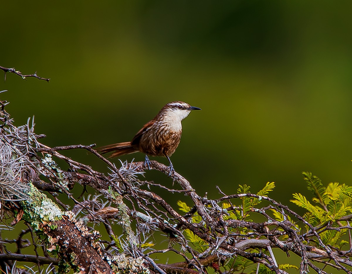 Great Spinetail - ML531148401