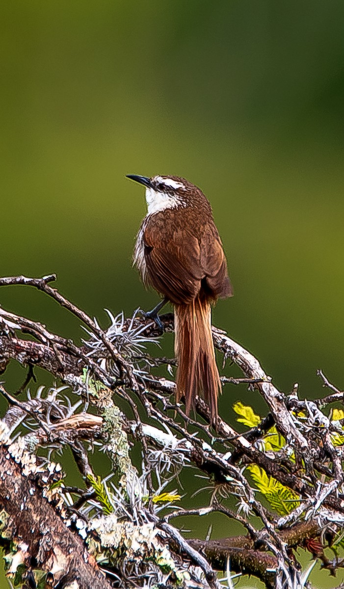 Great Spinetail - ML531148411