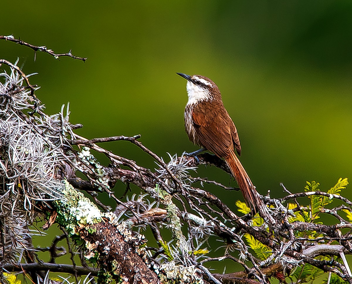 Great Spinetail - ML531148421
