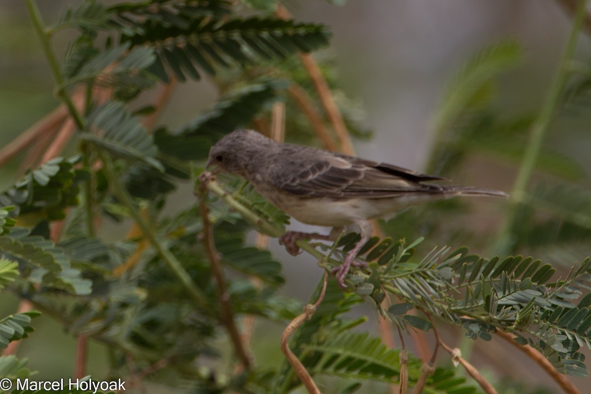 White-rumped Seedeater - ML531149511