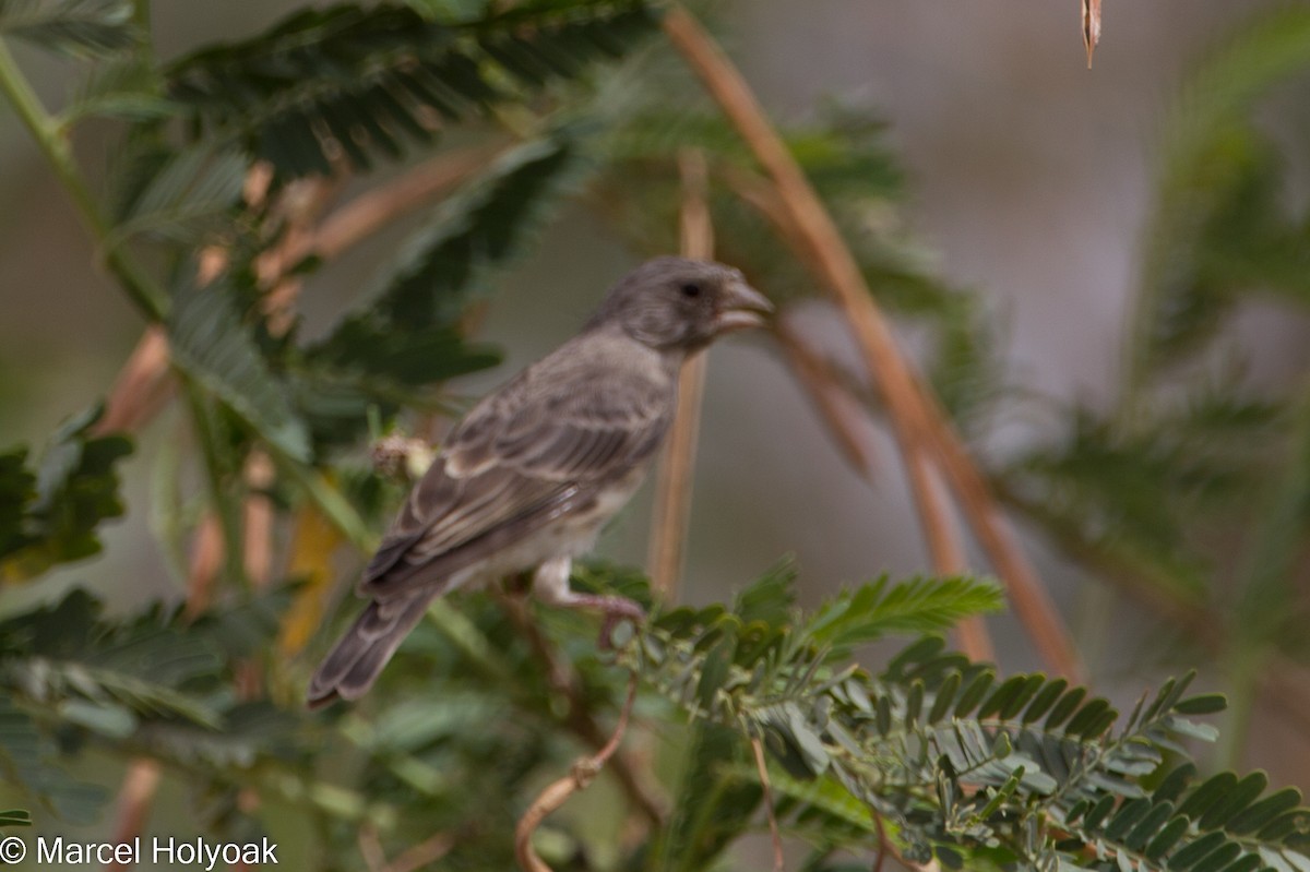 White-rumped Seedeater - ML531149521