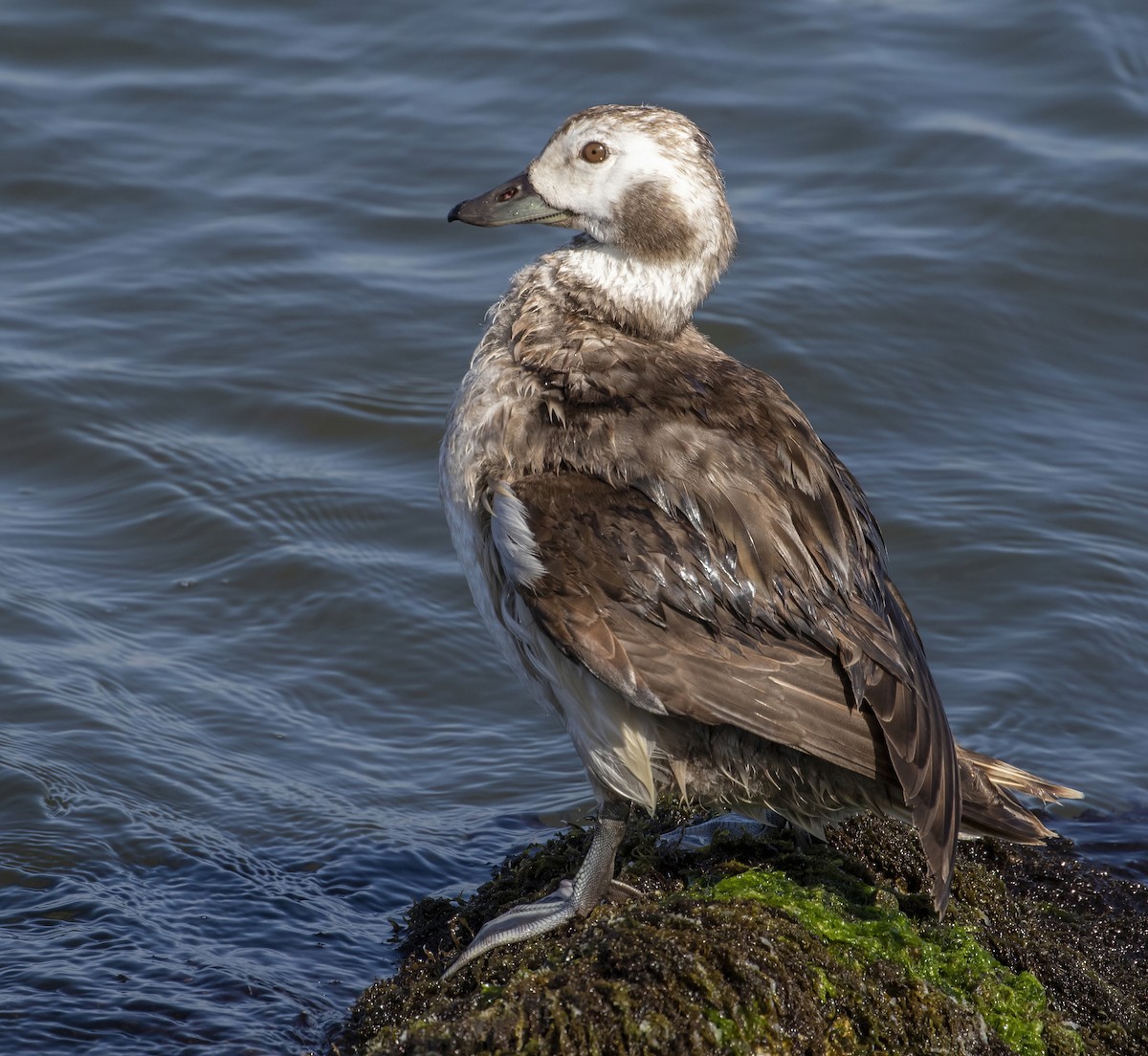 Long-tailed Duck - ML531151231