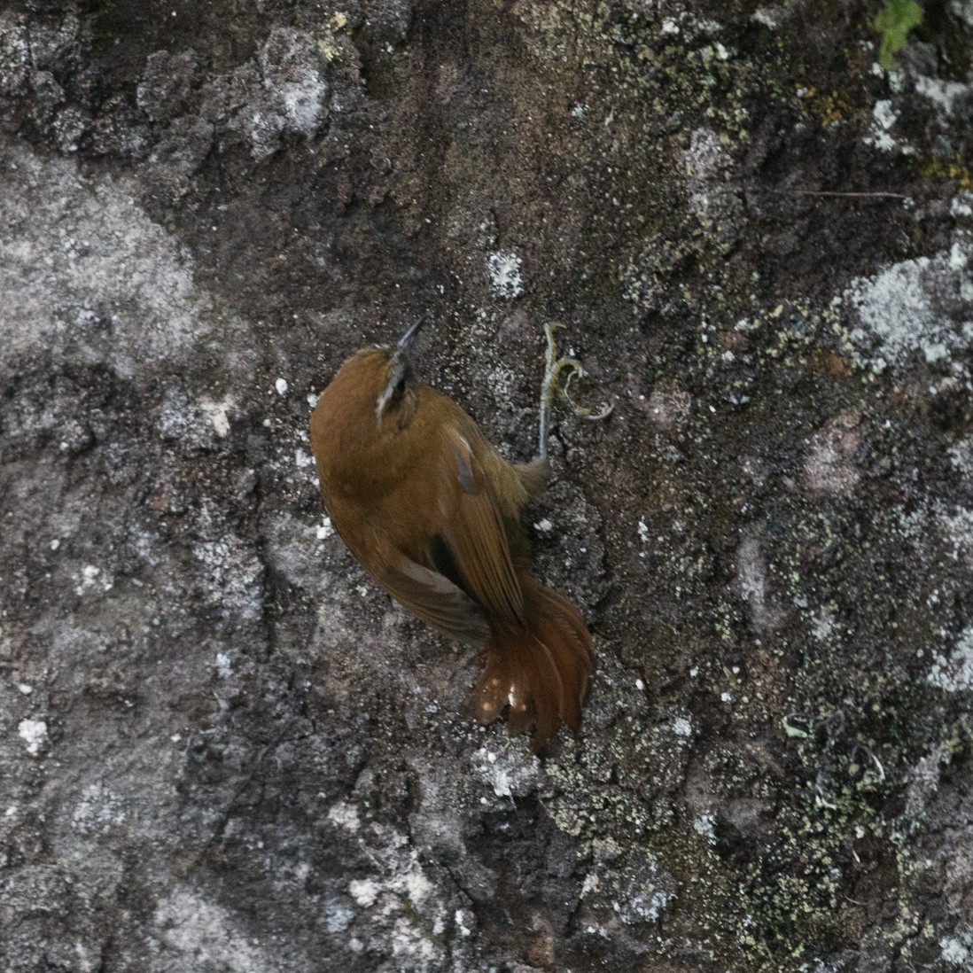 White-browed Spinetail - ML531152131