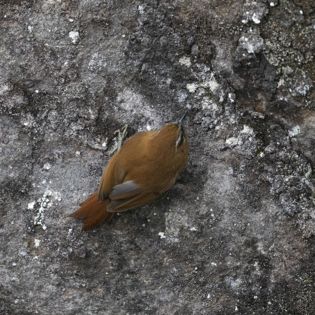 White-browed Spinetail - ML531152161