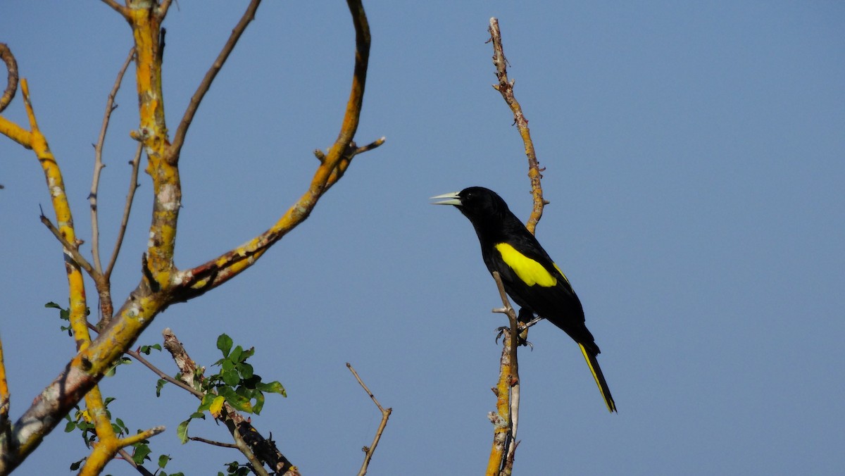 Yellow-winged Cacique - ML531152261