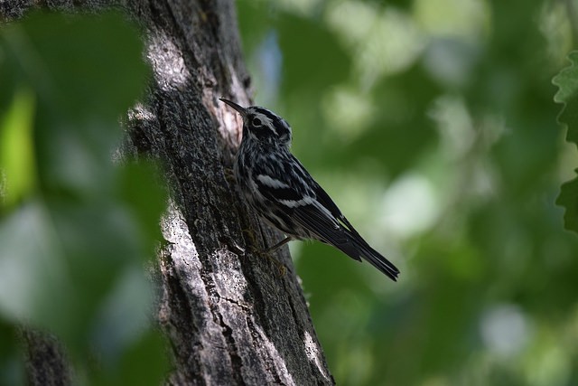 Black-and-white Warbler - Andy Reago &  Chrissy McClarren