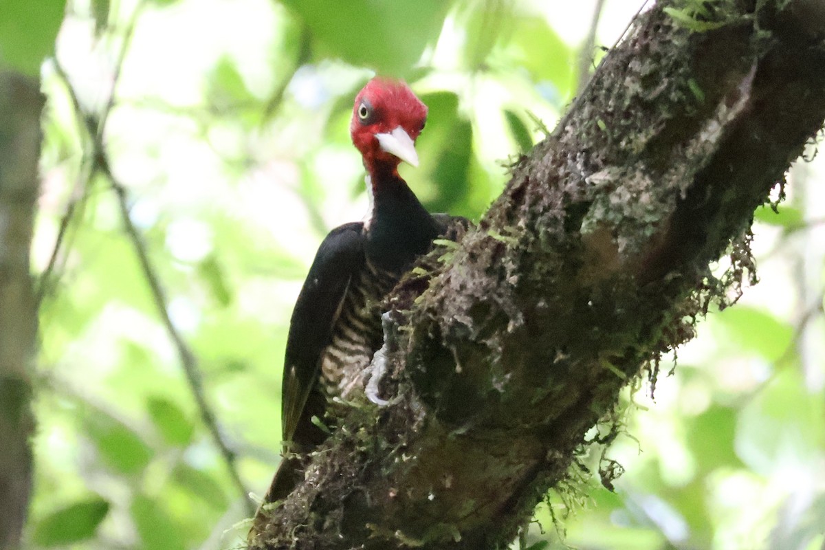 Pale-billed Woodpecker - ML531157251