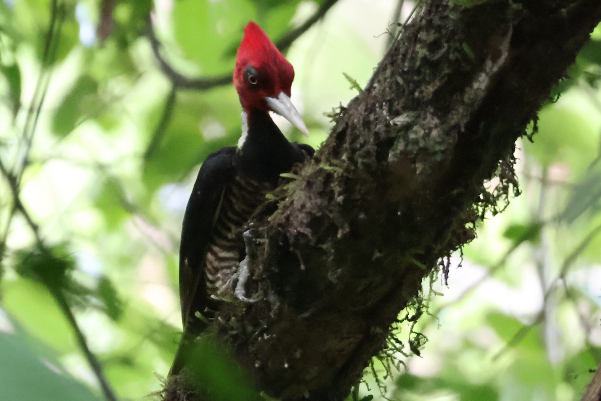 Pale-billed Woodpecker - ML531157321