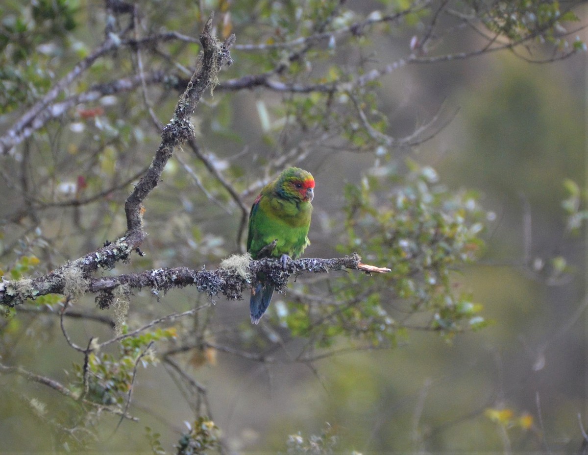 Red-faced Parrot - ML531157981