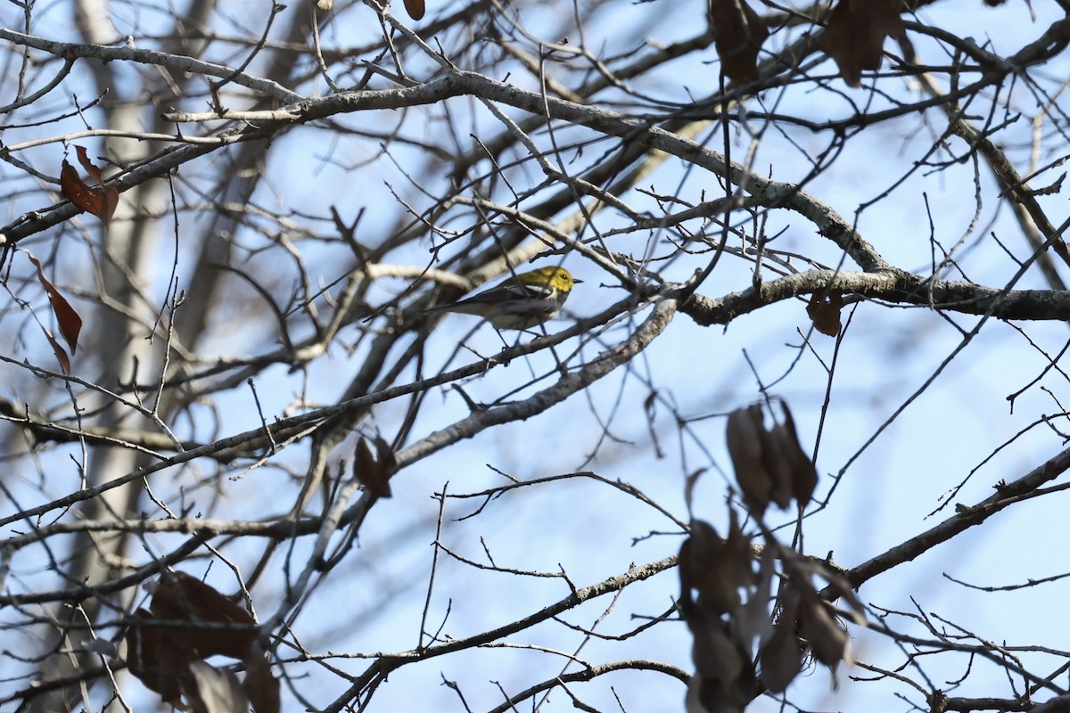 Black-throated Green Warbler - ML531159181