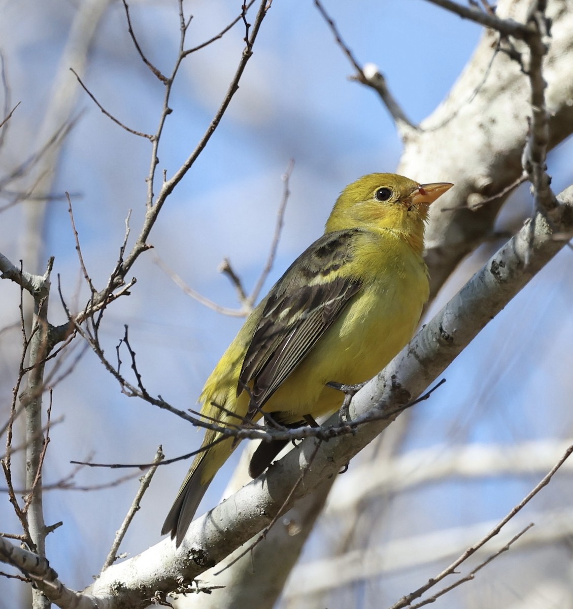 Western Tanager - ML531159321