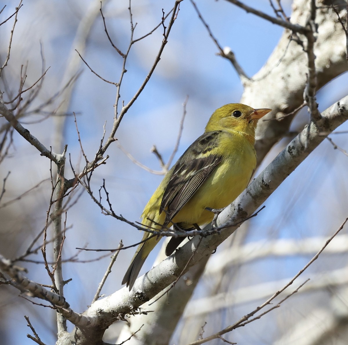 Western Tanager - ML531159331