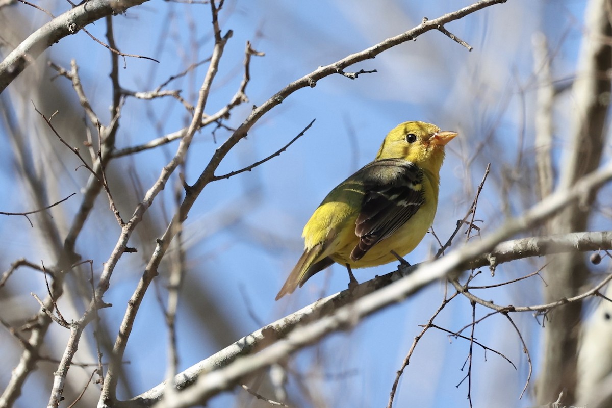 Western Tanager - ML531159341
