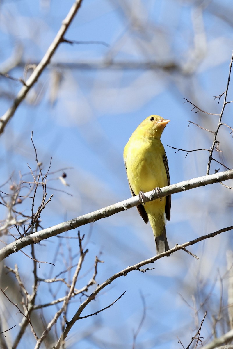 Western Tanager - ML531159411