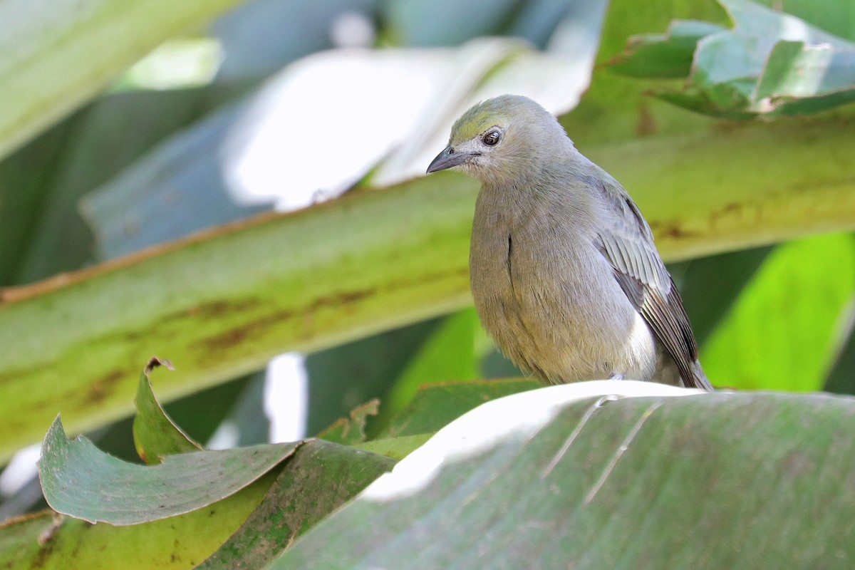 Palm Tanager - ML531166561