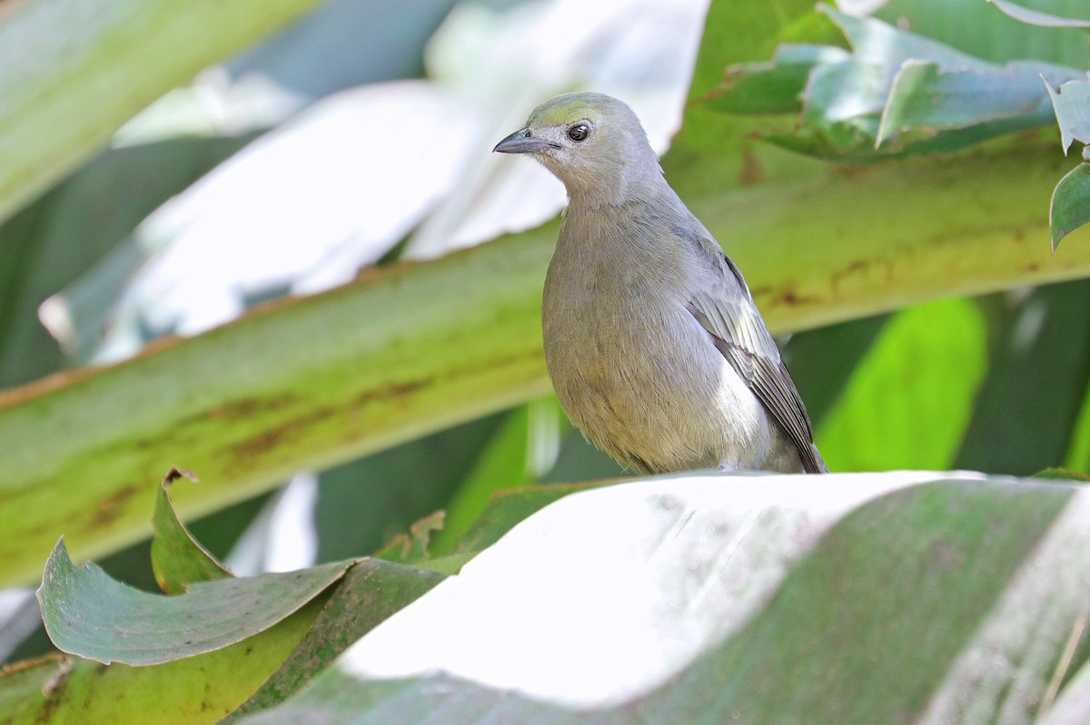 Palm Tanager - ML531166801
